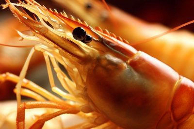 Chinese Longjing Shrimp